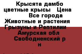 Крысята дамбо цветные крысы › Цена ­ 250 - Все города Животные и растения » Грызуны и Рептилии   . Амурская обл.,Свободненский р-н